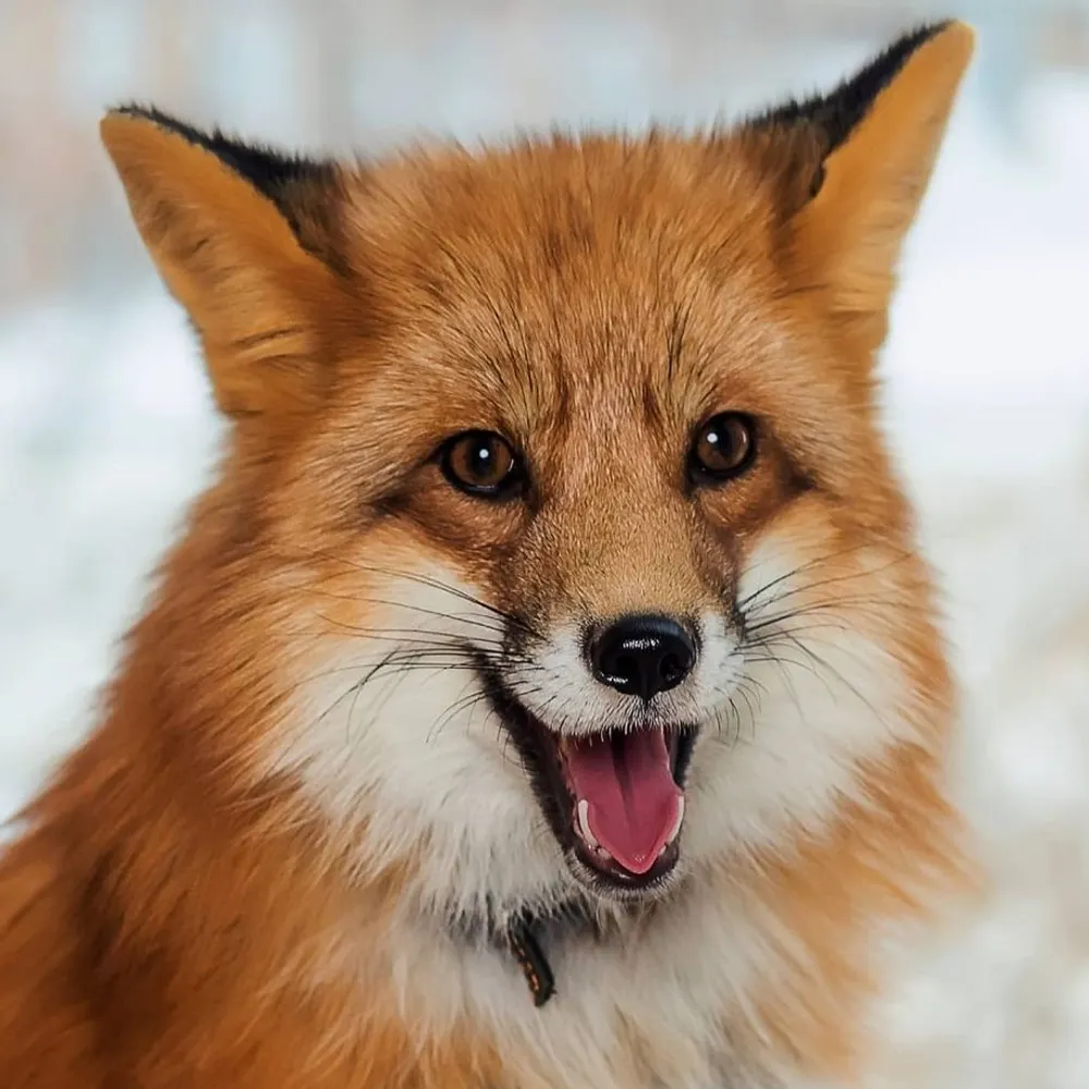 localizedfiles.bsky.social's profile picture