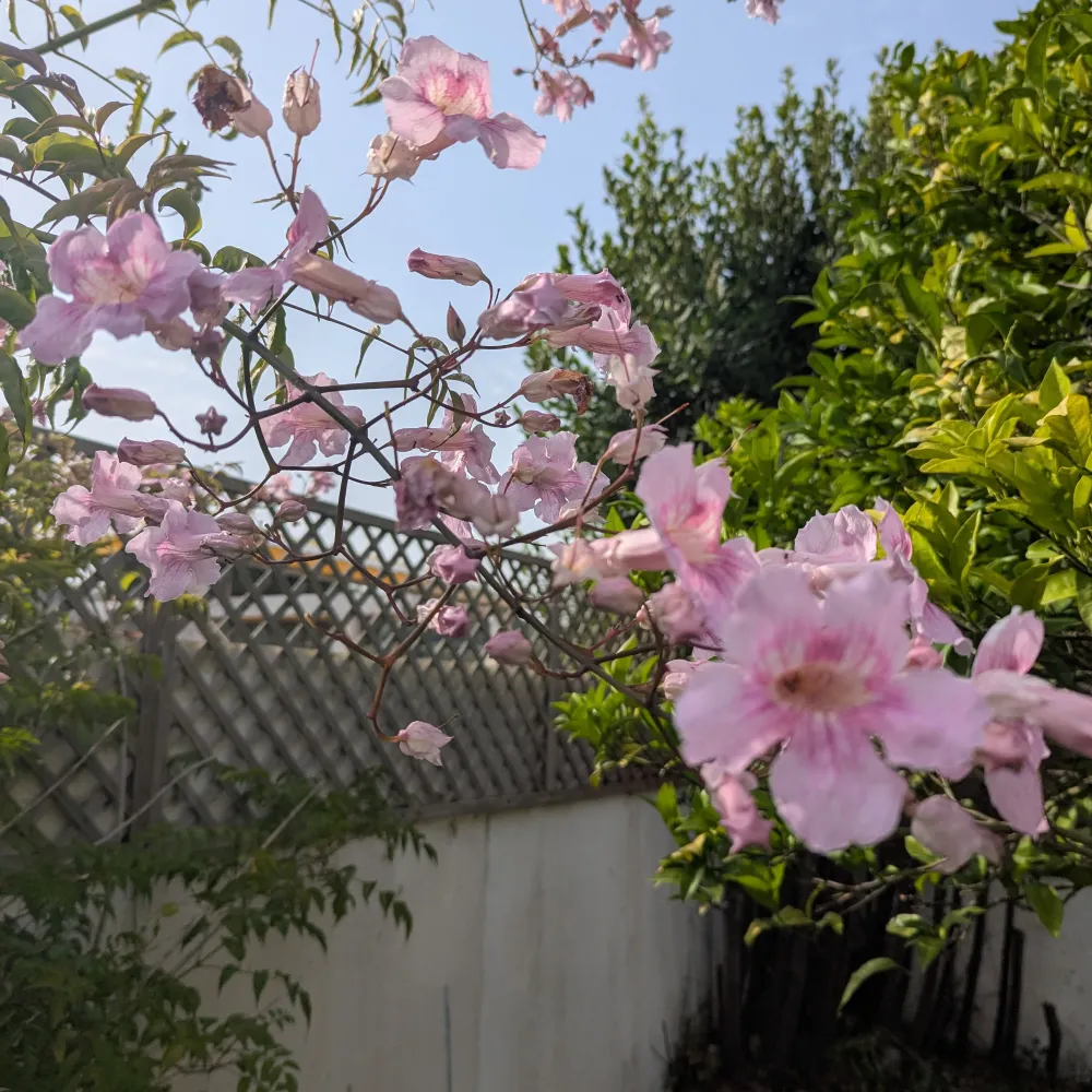 karenoia.bsky.social's profile picture