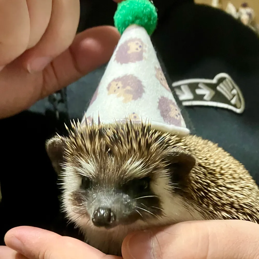 obos.bsky.social's profile picture