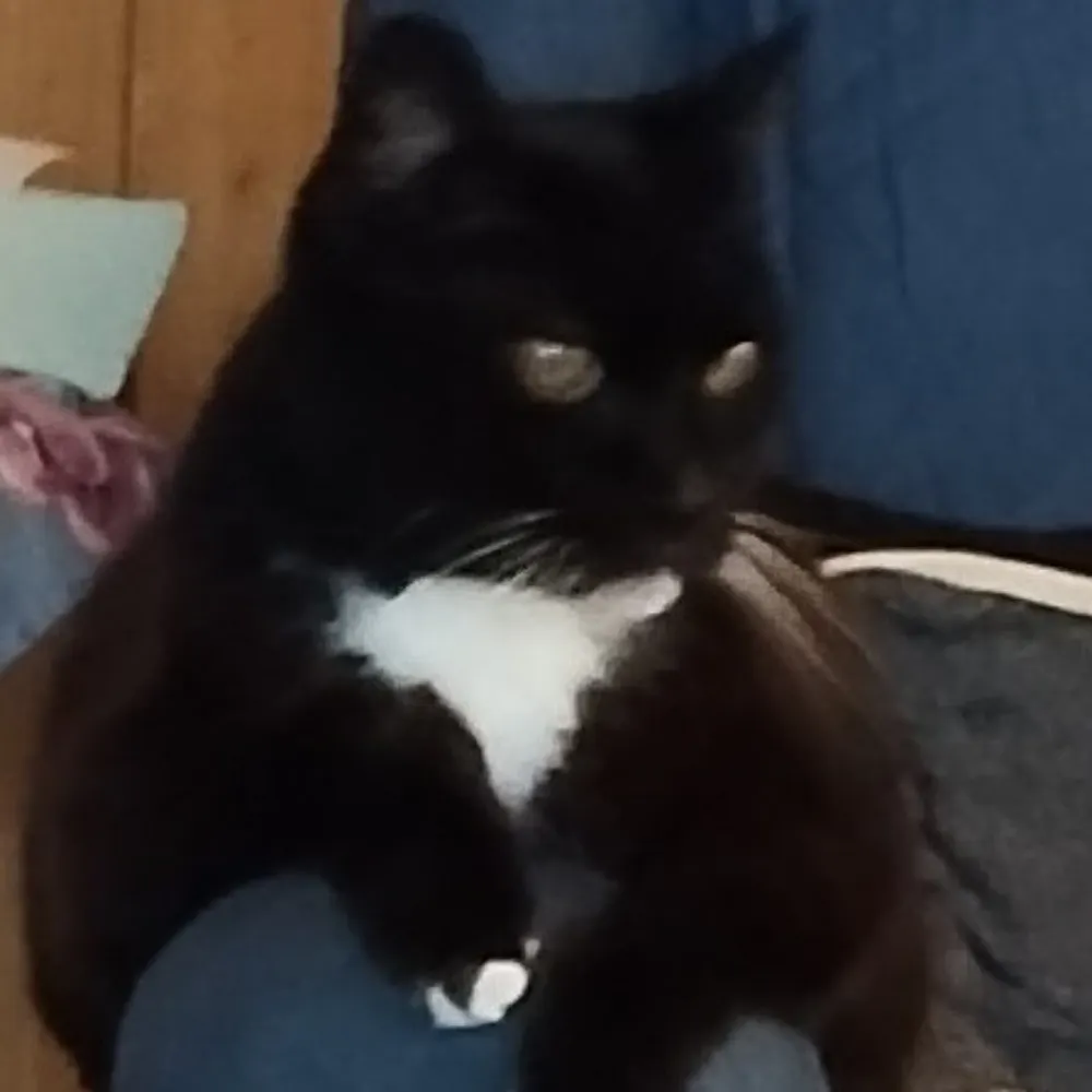 melbeebee.bsky.social's profile picture