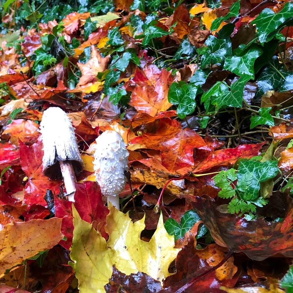 upthestan.bsky.social's profile picture