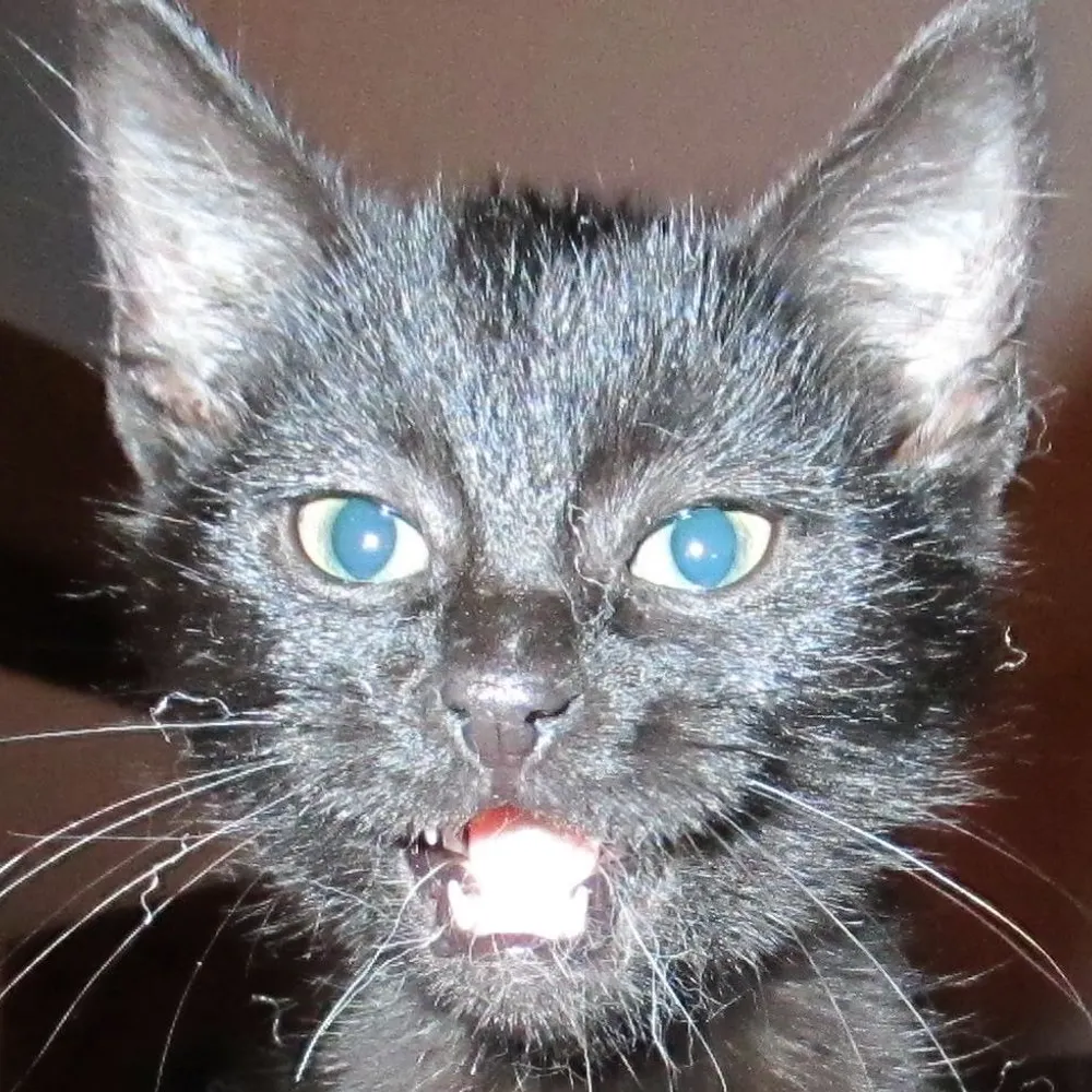 catsworking.bsky.social's profile picture