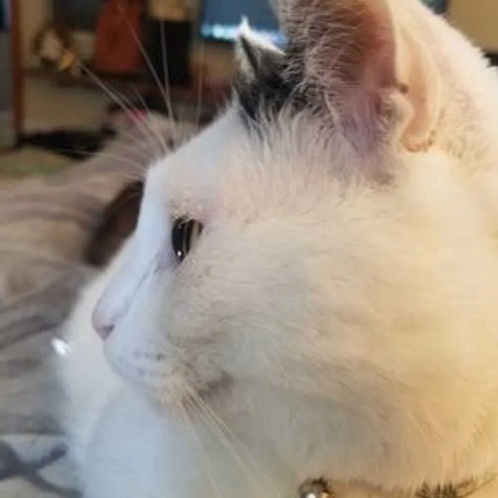 confoundedjoe.bsky.social's profile picture