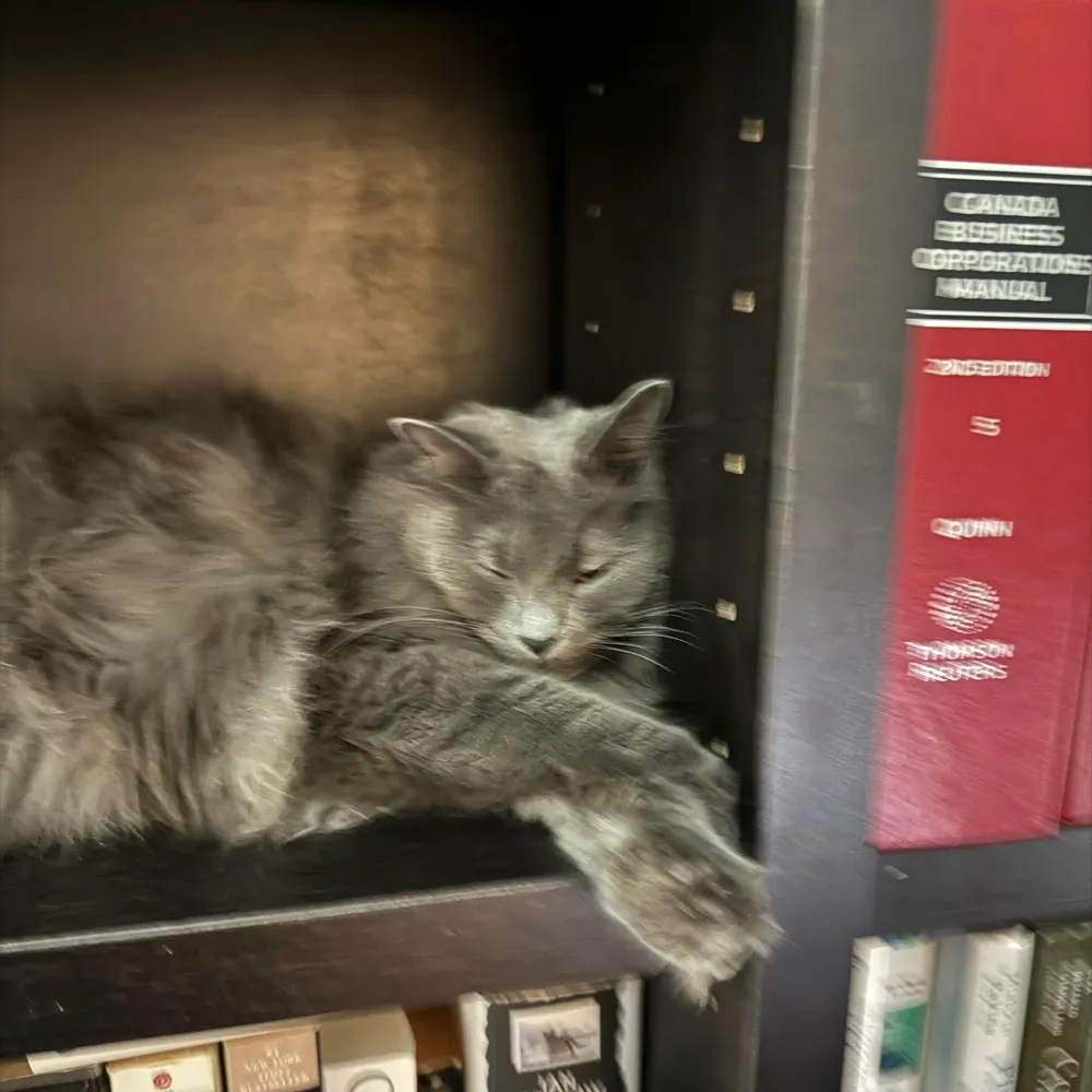 bearissticky.bsky.social's profile picture