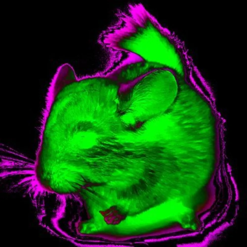 neonchinchilla.bsky.social's profile picture