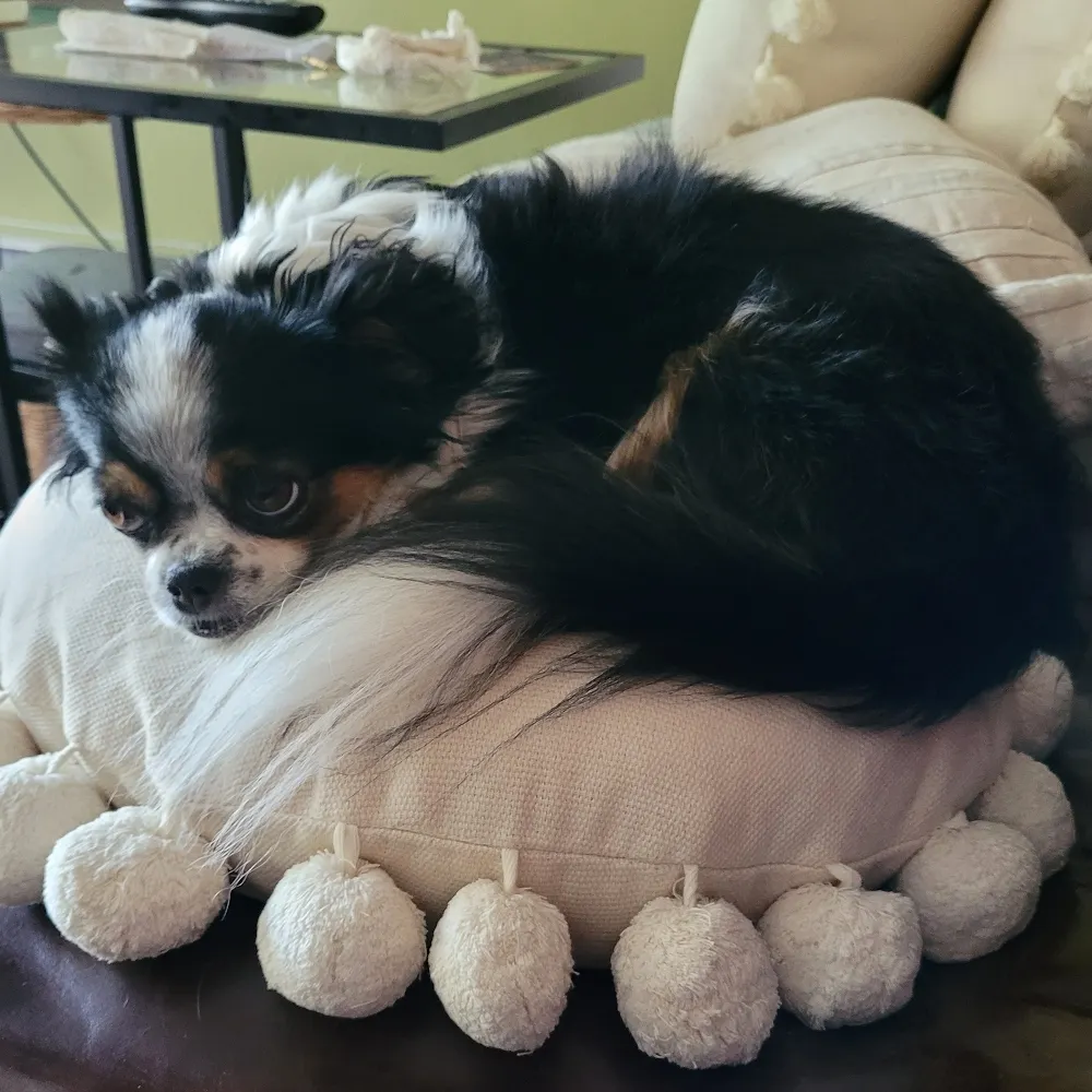 viva-lavida.bsky.social's profile picture