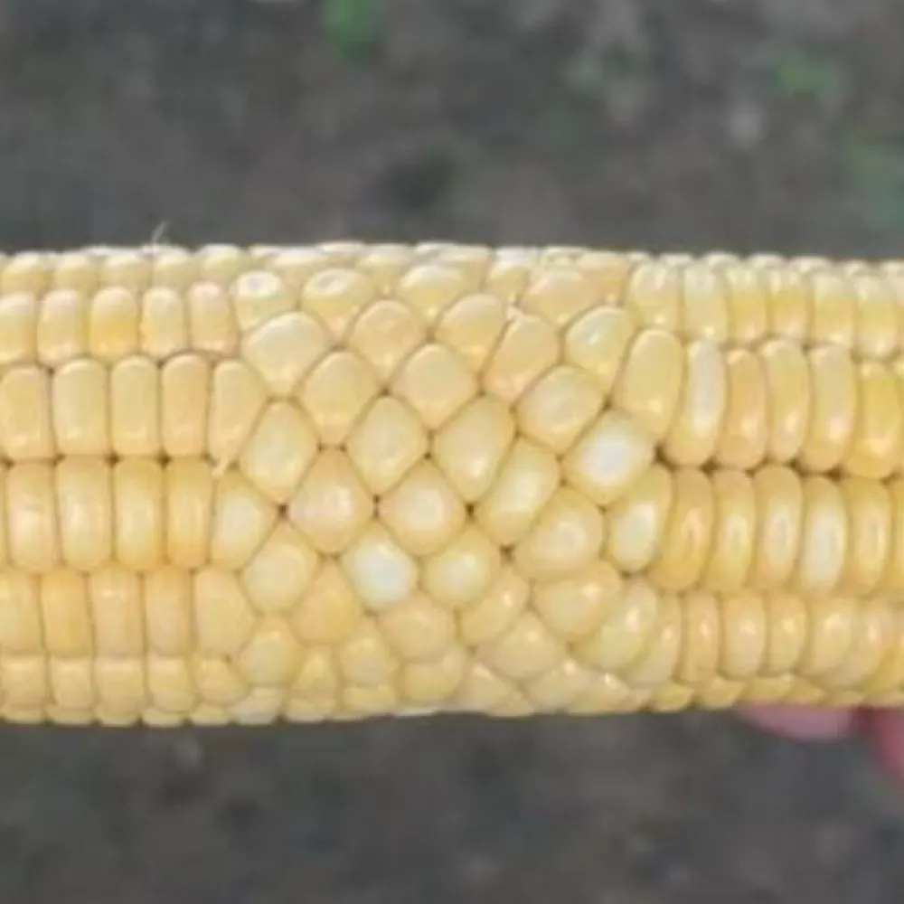 mscocogellin.bsky.social's profile picture