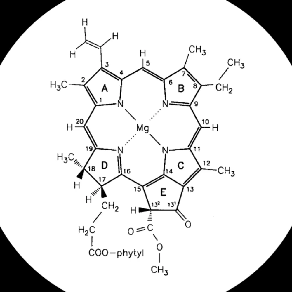 joelakeview.bsky.social's profile picture