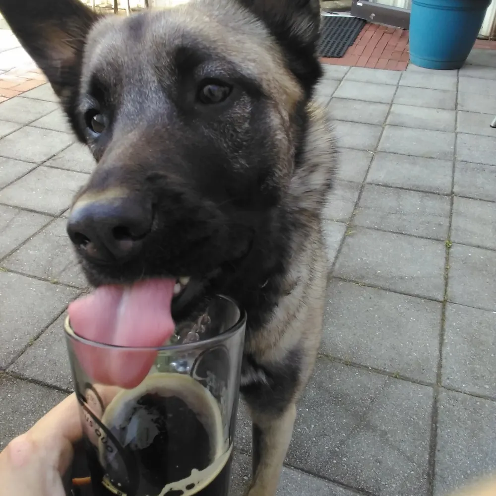 woofbowwow.bsky.social's profile picture