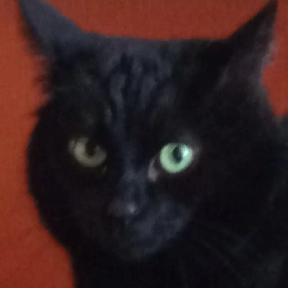 janinapolska.bsky.social's profile picture