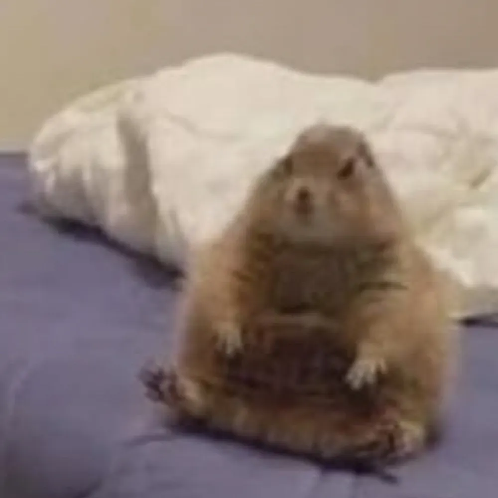 colt0.bsky.social's profile picture