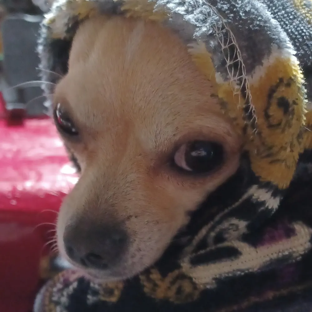 americannidiot.bsky.social's profile picture