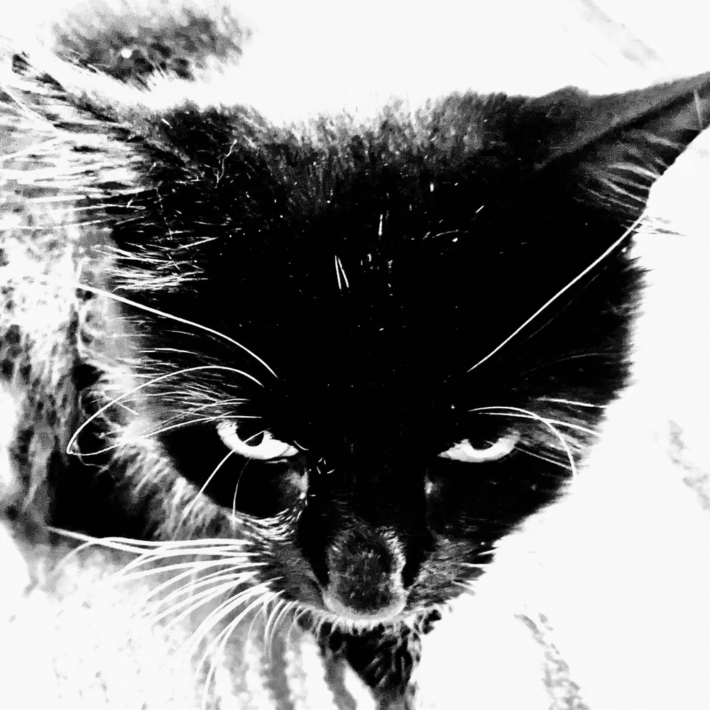 kinglucythe1st.bsky.social's profile picture