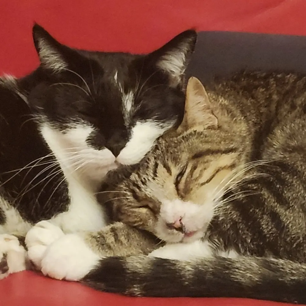 rgsiebecker.bsky.social's profile picture