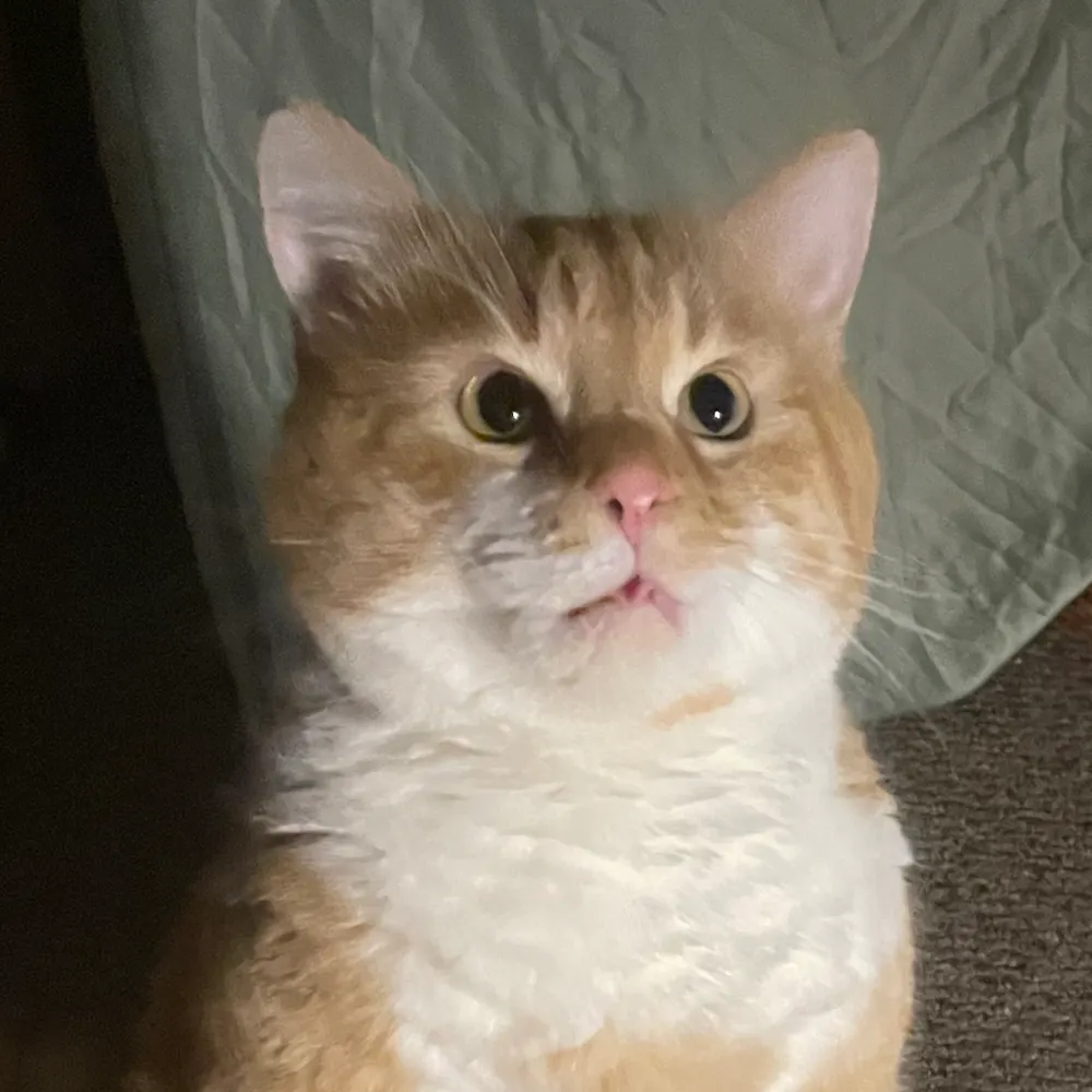 eggmancat.bsky.social's profile picture