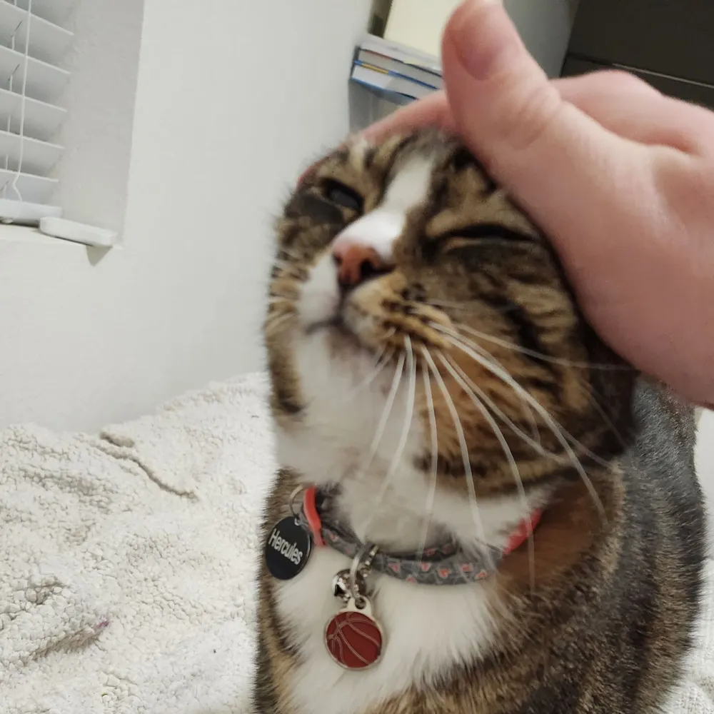 thecoratee.bsky.social's profile picture