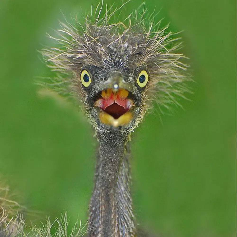 chirpitychirp.bsky.social's profile picture