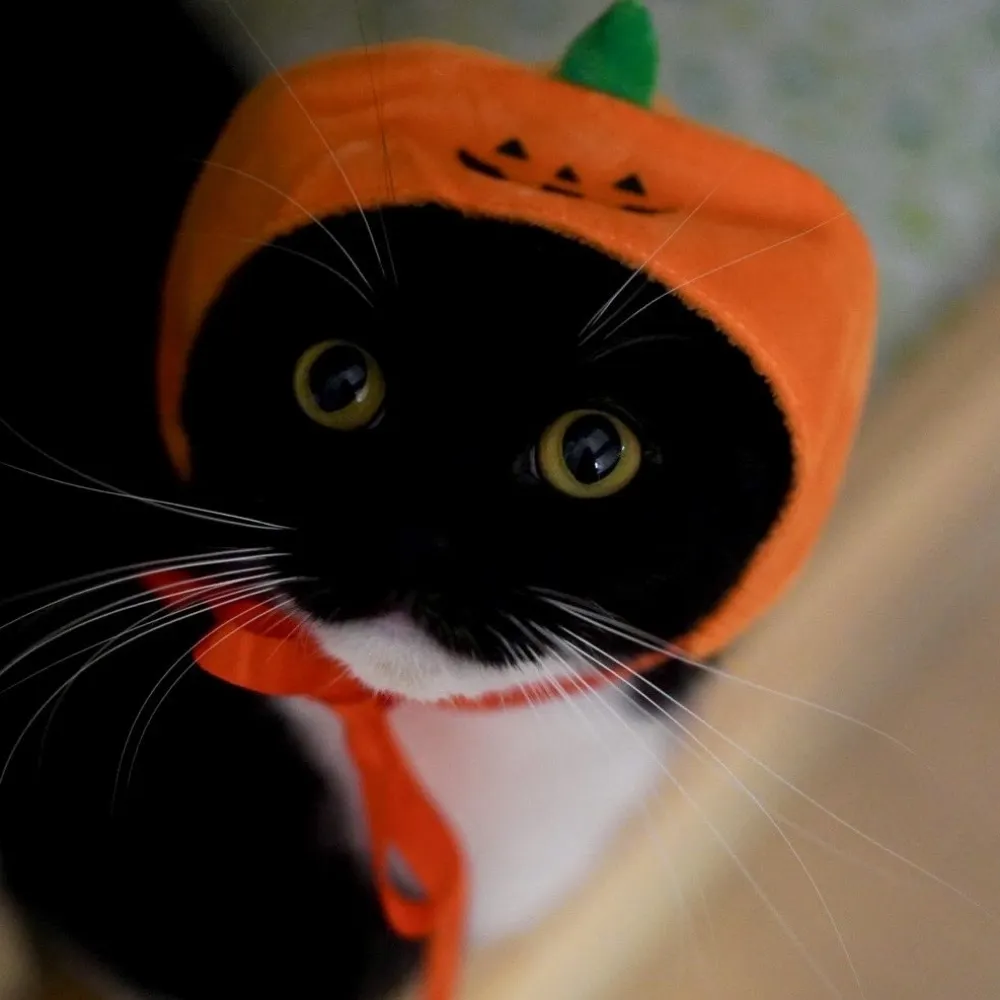 janby.bsky.social's profile picture