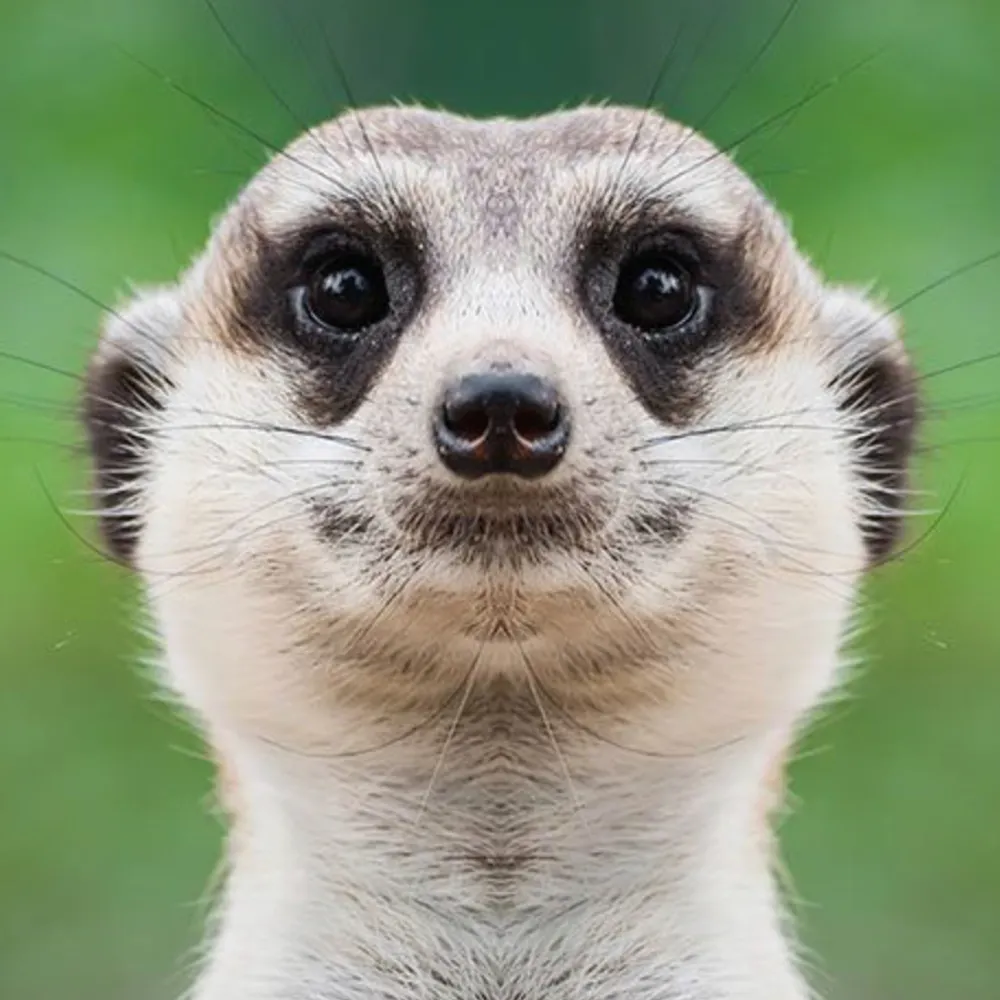 mkrebs.bsky.social's profile picture