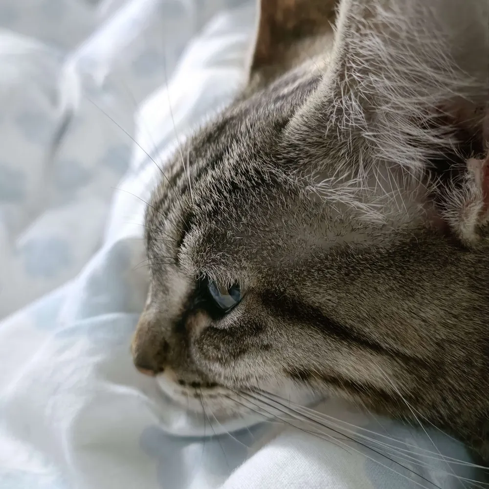 garururuka.bsky.social's profile picture