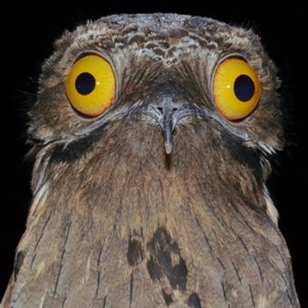 somekindarash.bsky.social's profile picture