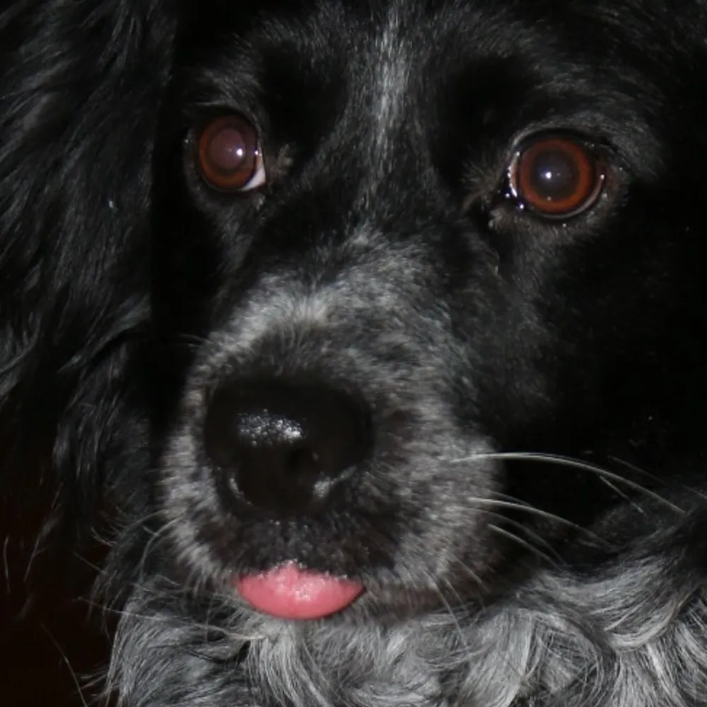 bleuthoot.svenkl.net's profile picture