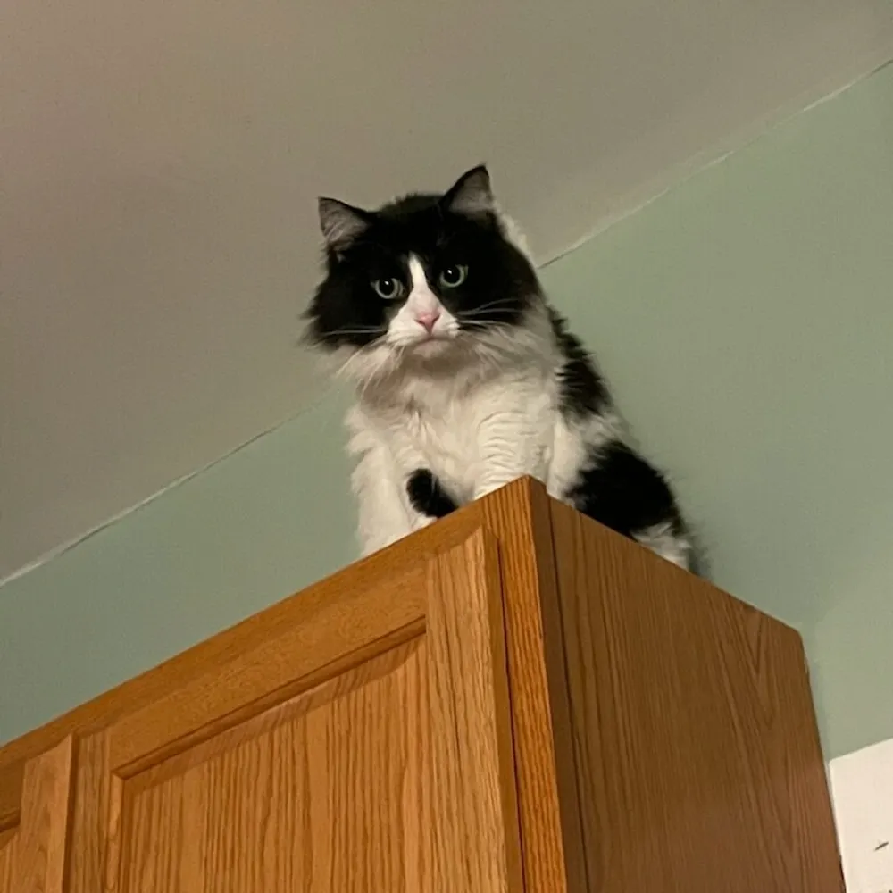 hollowsolace.bsky.social's profile picture