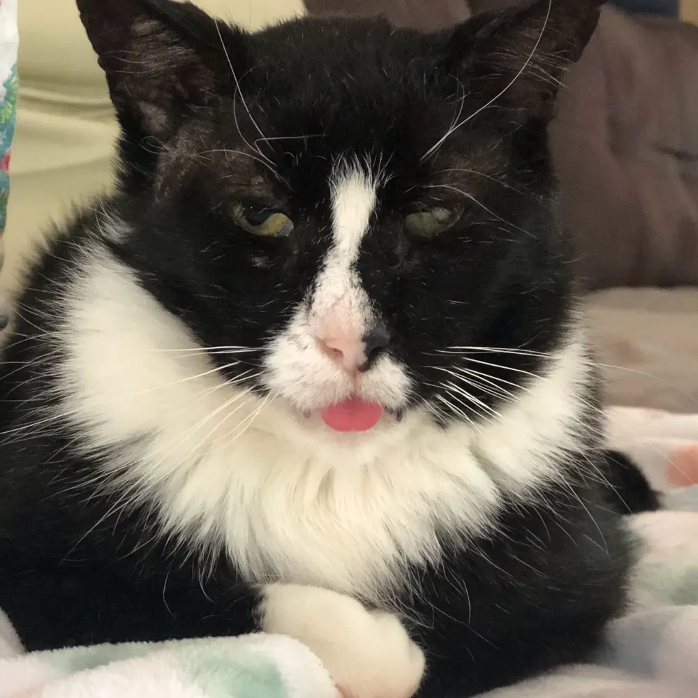 petczar.bsky.social's profile picture