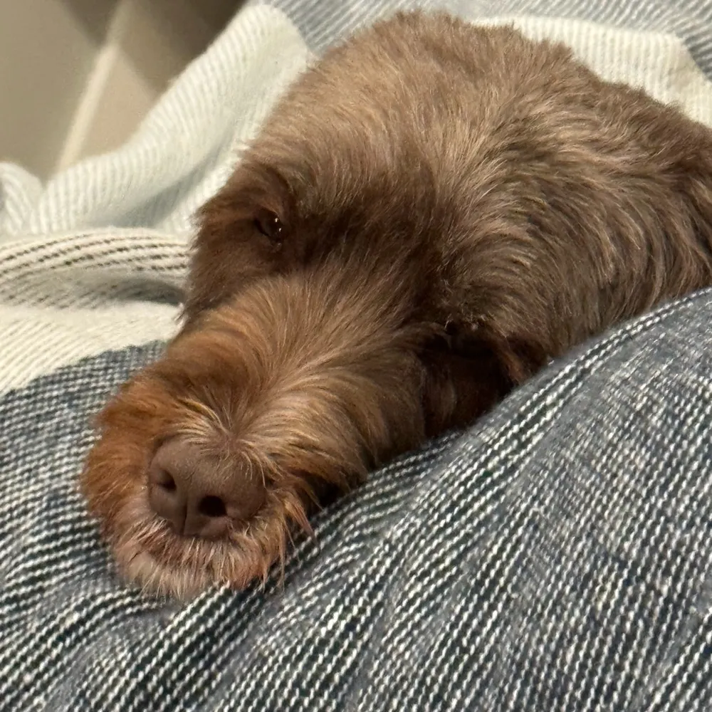 dont-argue.bsky.social's profile picture