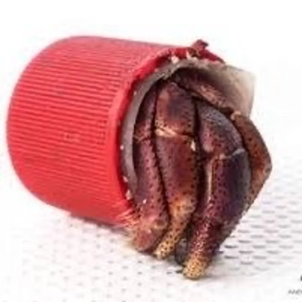 purgatoridk.bsky.social's profile picture