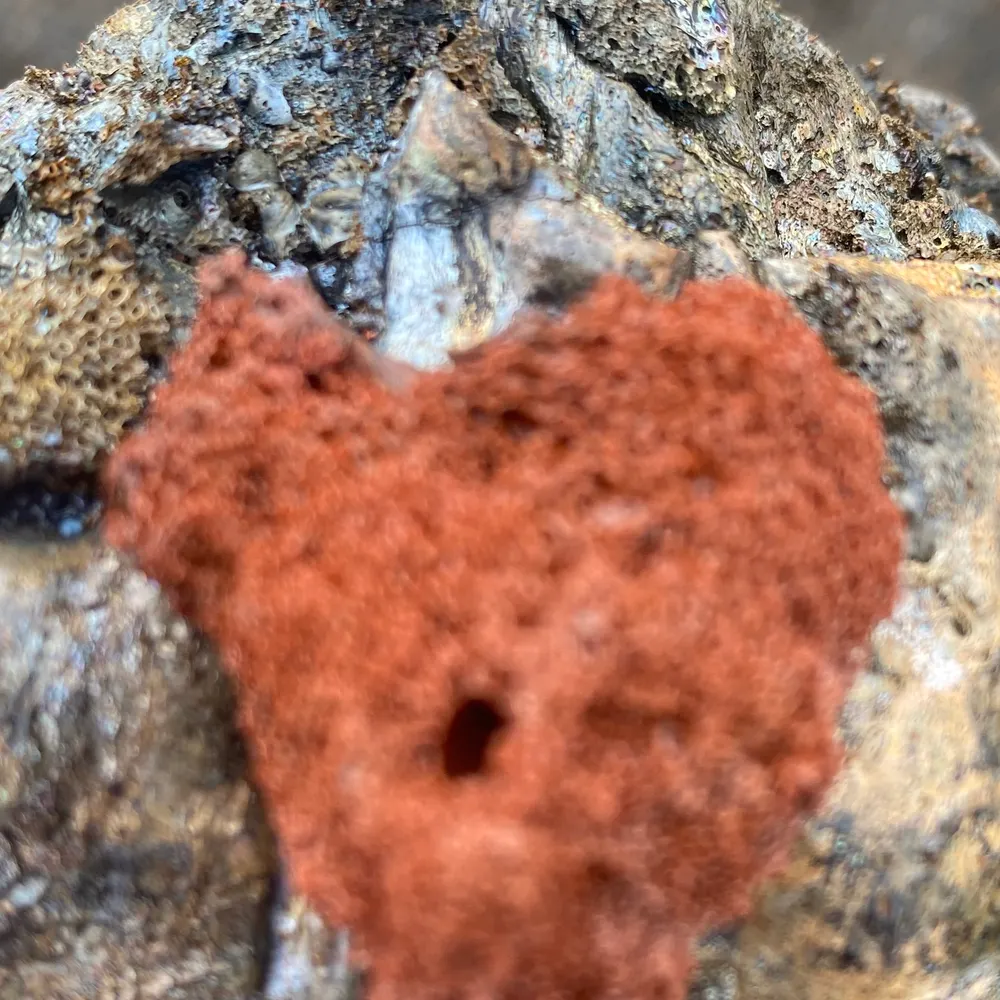 beanmanegan.bsky.social's profile picture