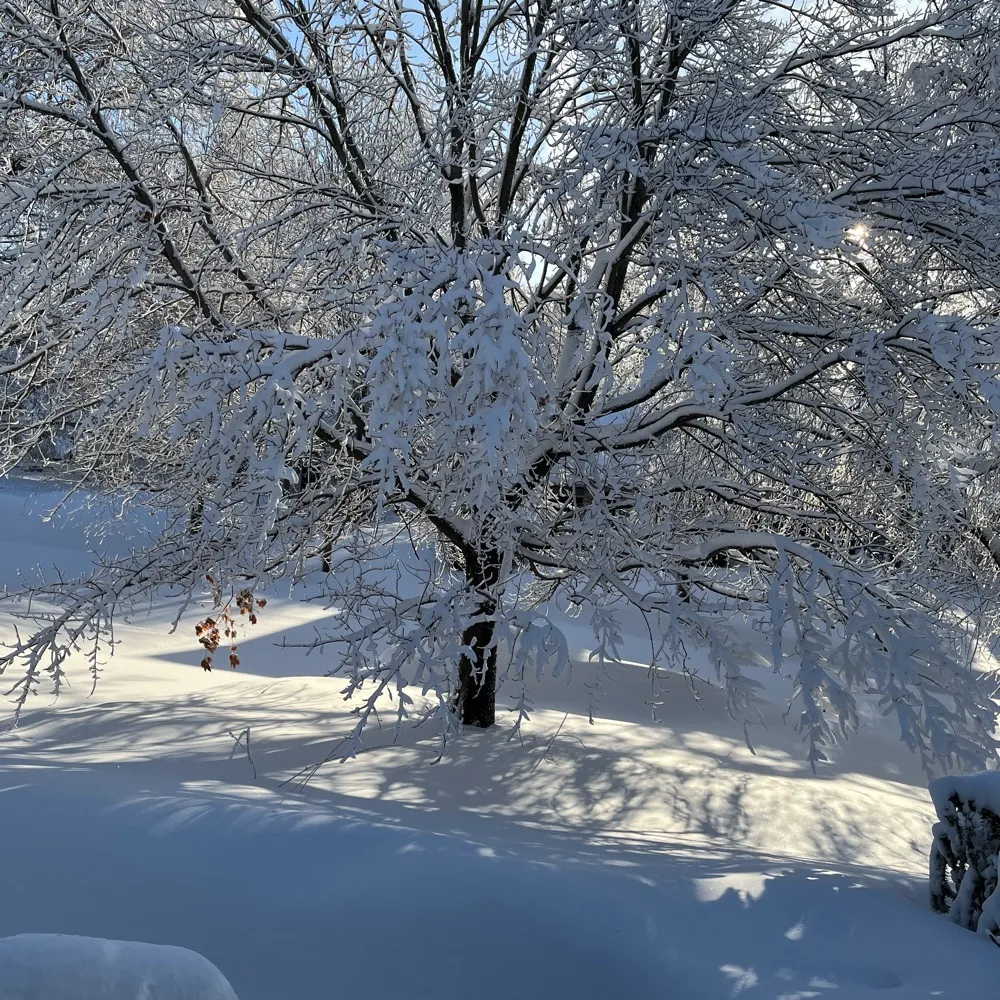 snowmein.bsky.social's profile picture