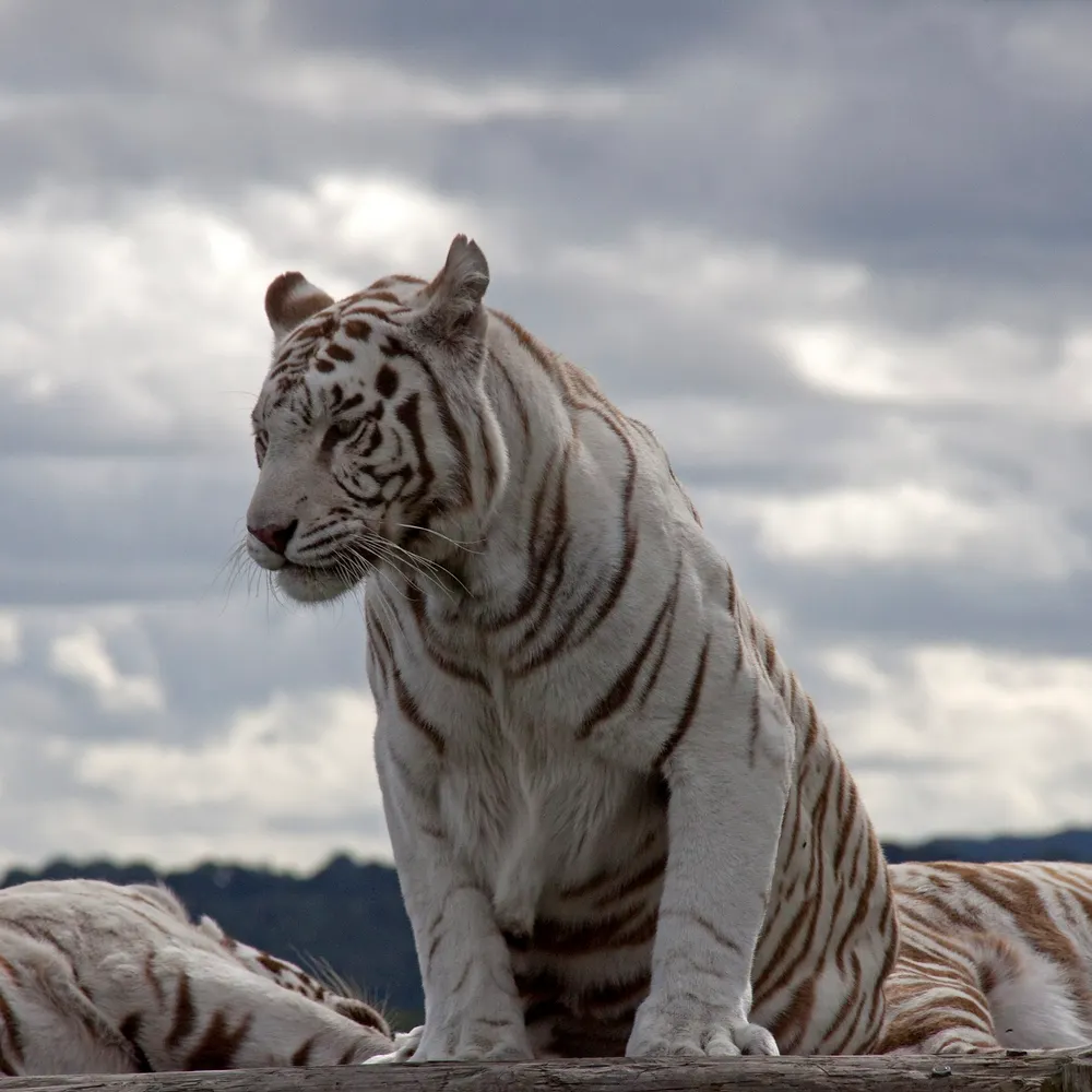 shotgunkid.bsky.social's profile picture