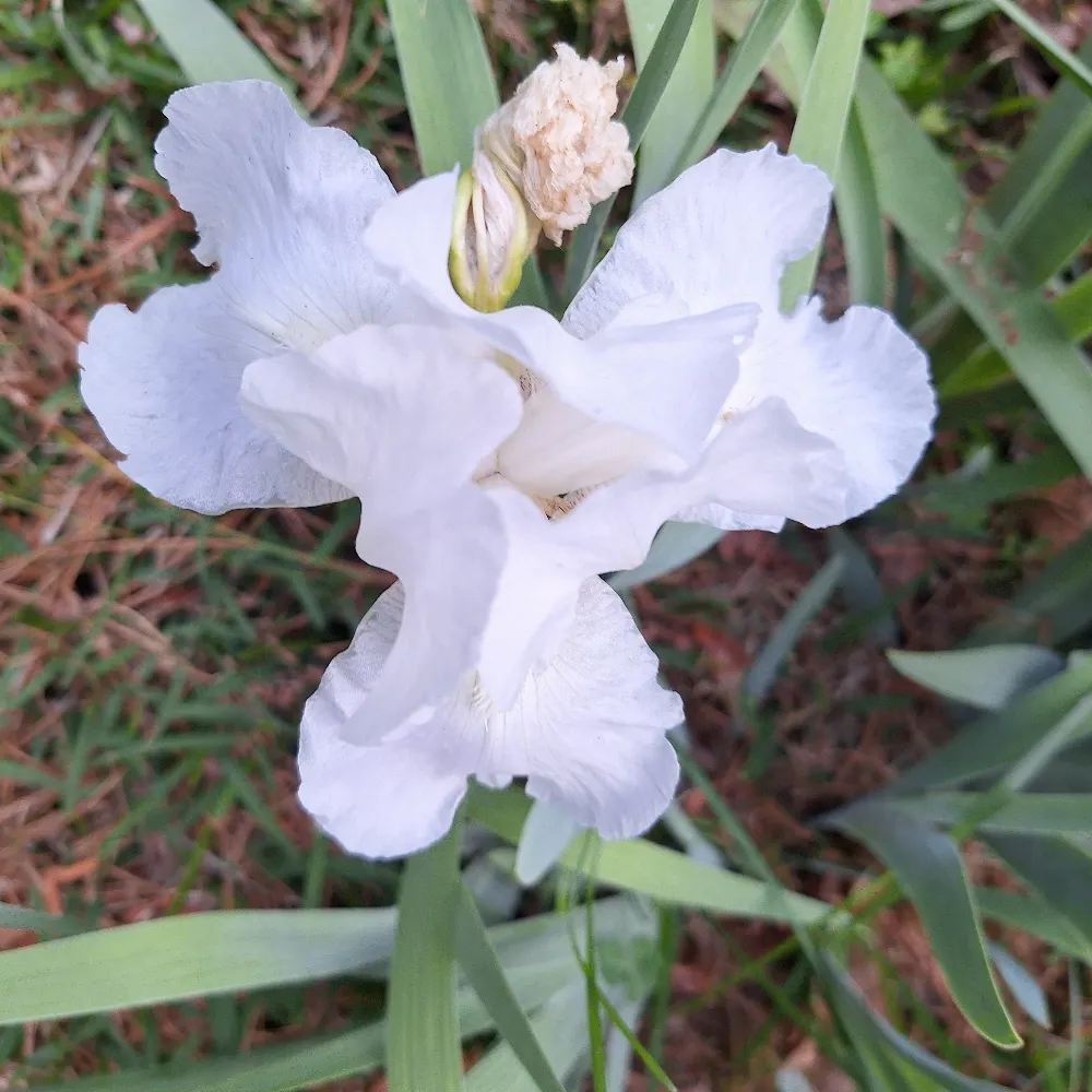 theangelofhope.bsky.social's profile picture