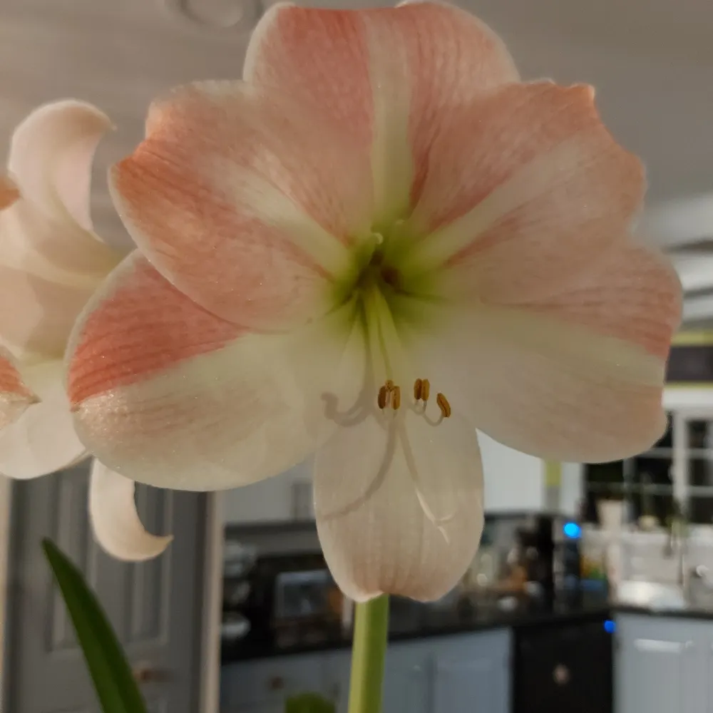 lindalo.bsky.social's profile picture