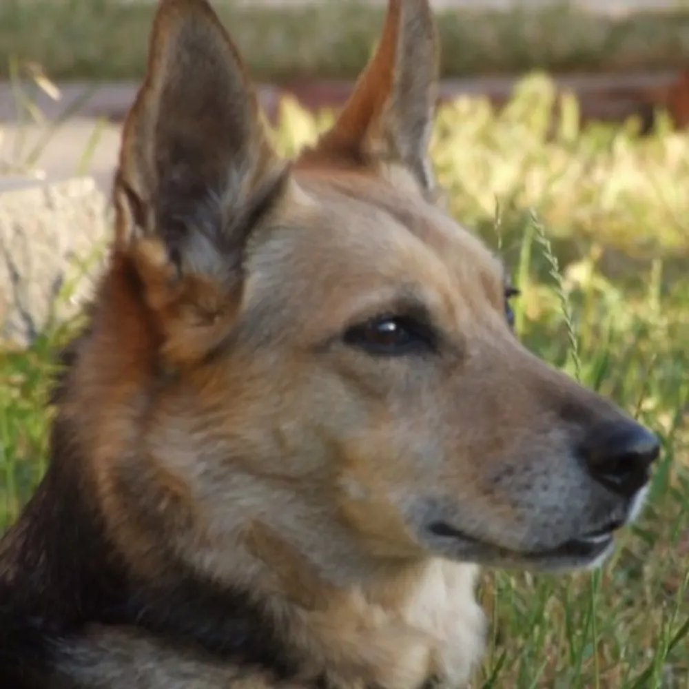 dapsychohound.bsky.social's profile picture