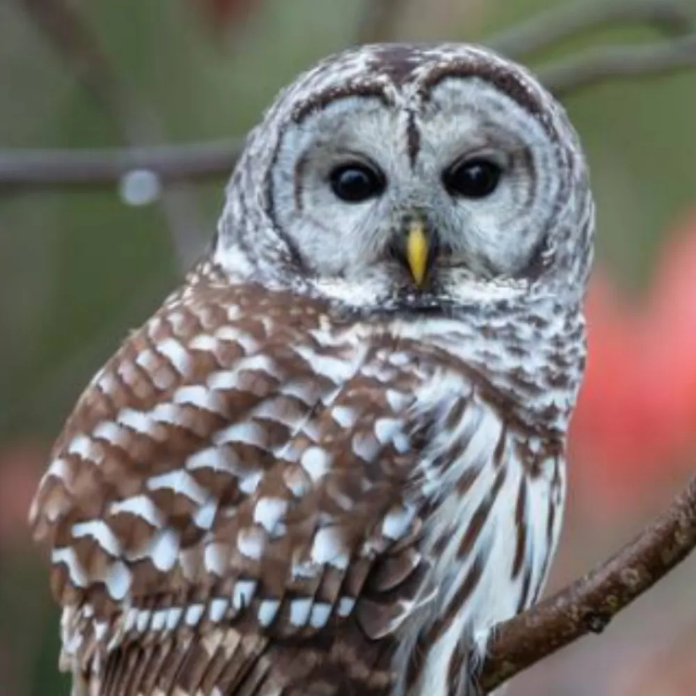 barredowlfriend.bsky.social's profile picture