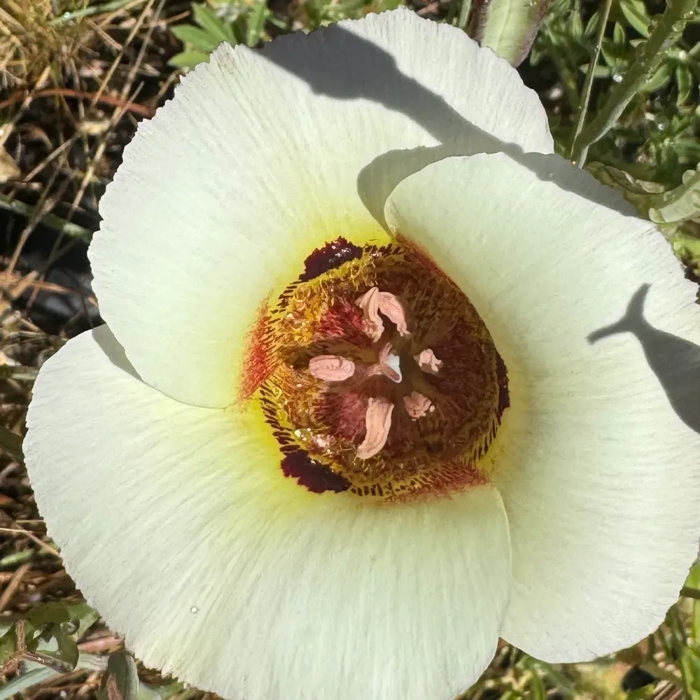 biodiversitydad.bsky.social's profile picture