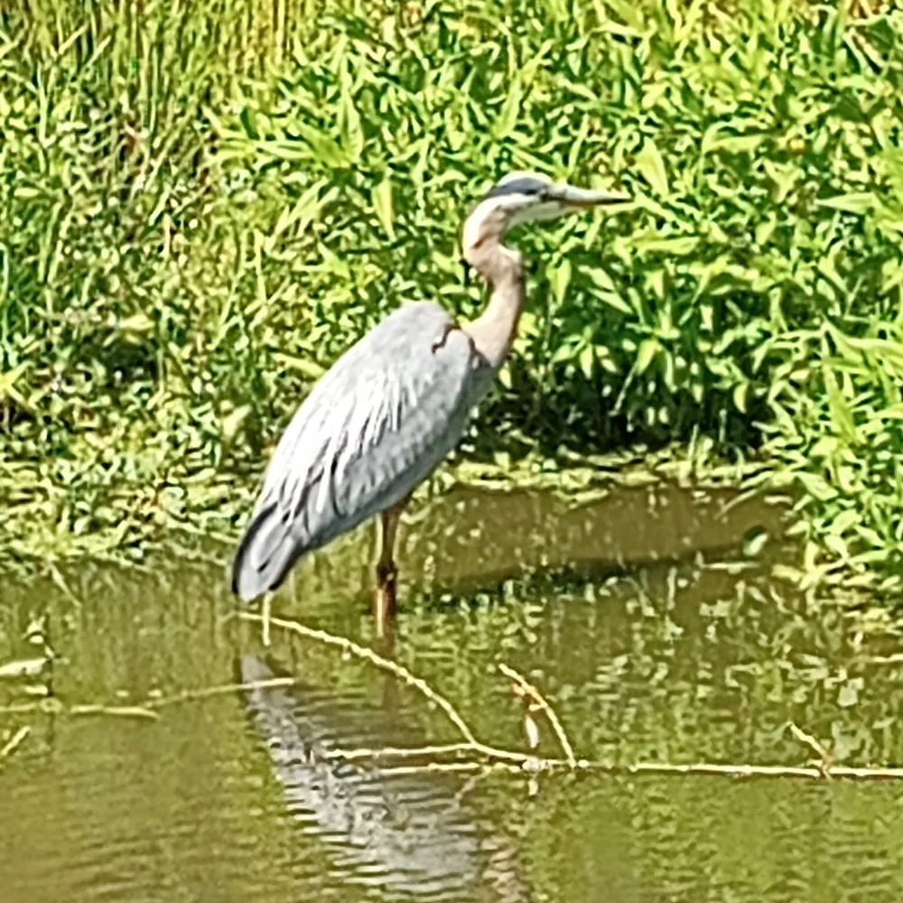 stevempars.bsky.social's profile picture