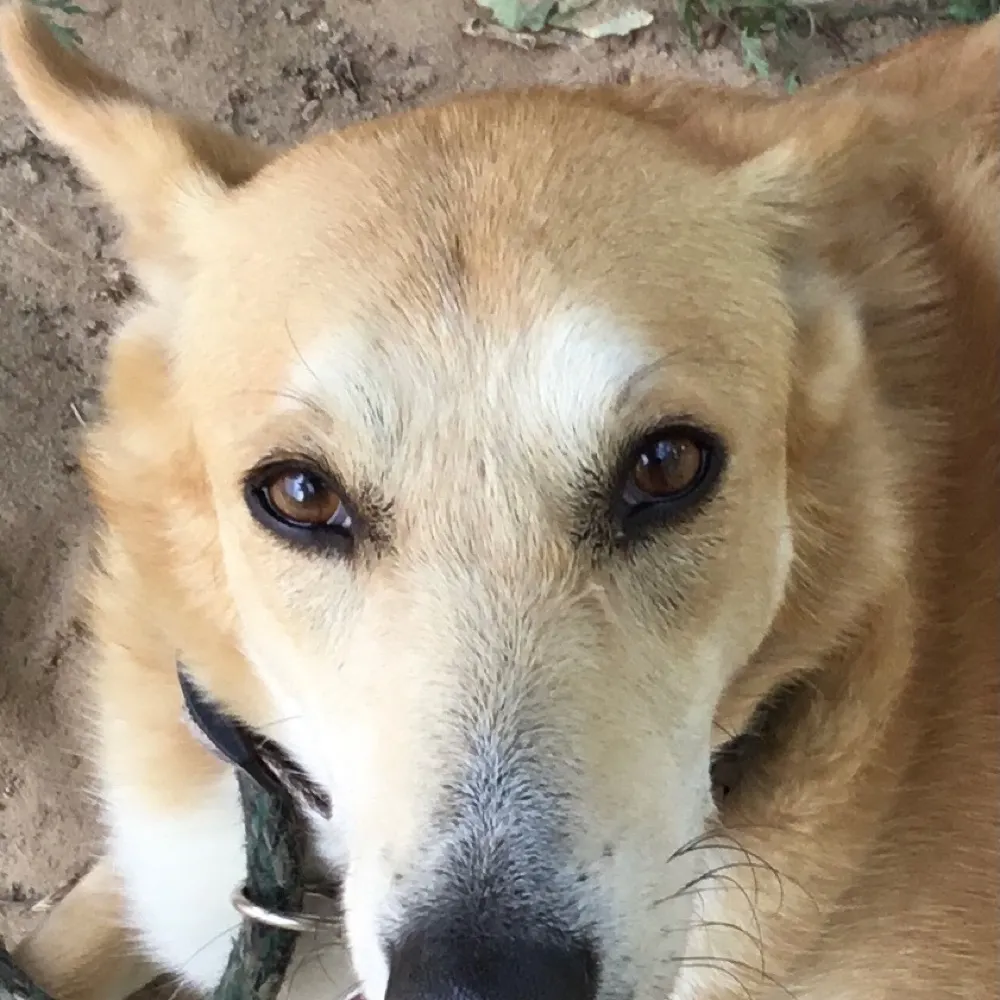 phoenixdoglover.bsky.social's profile picture