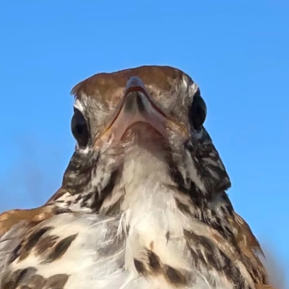 aevris.bsky.social's profile picture