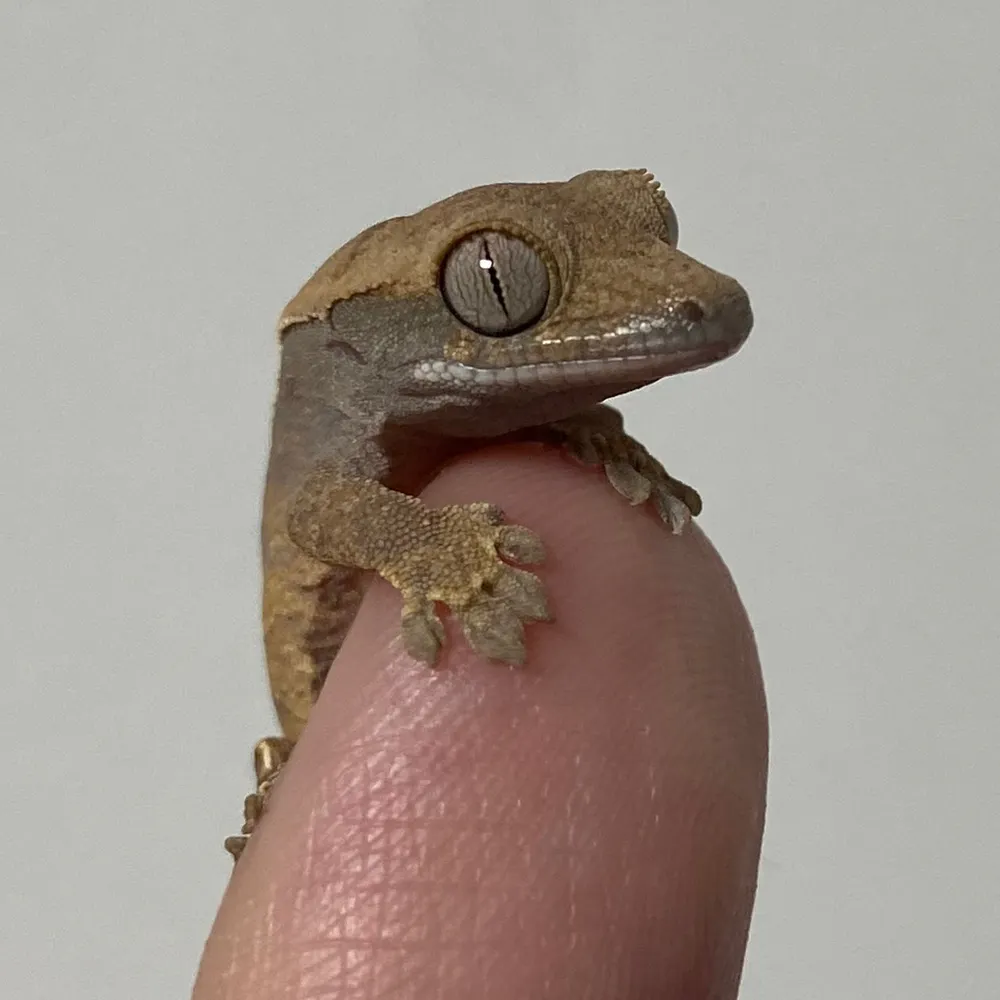 someonenamedhotdog.bsky.social's profile picture