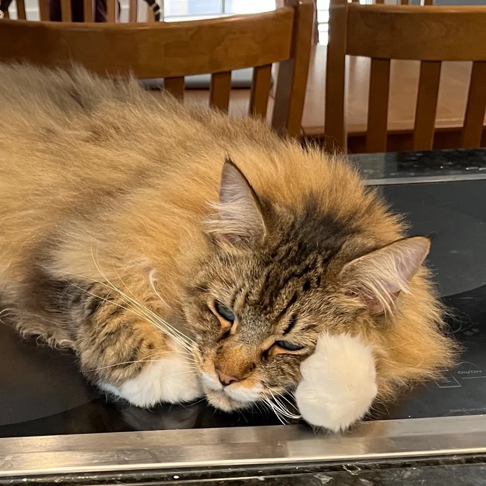 overtly.bsky.social's profile picture