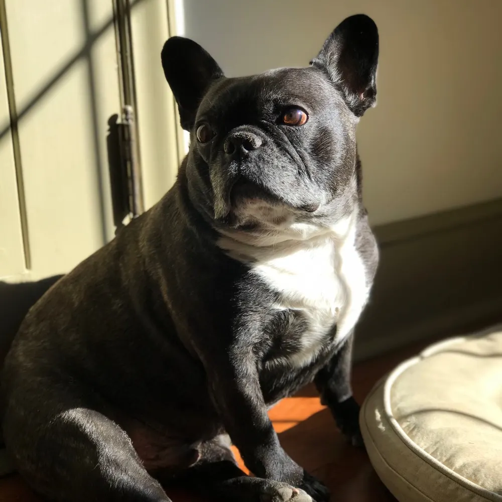 eddiethebulldog.bsky.social's profile picture