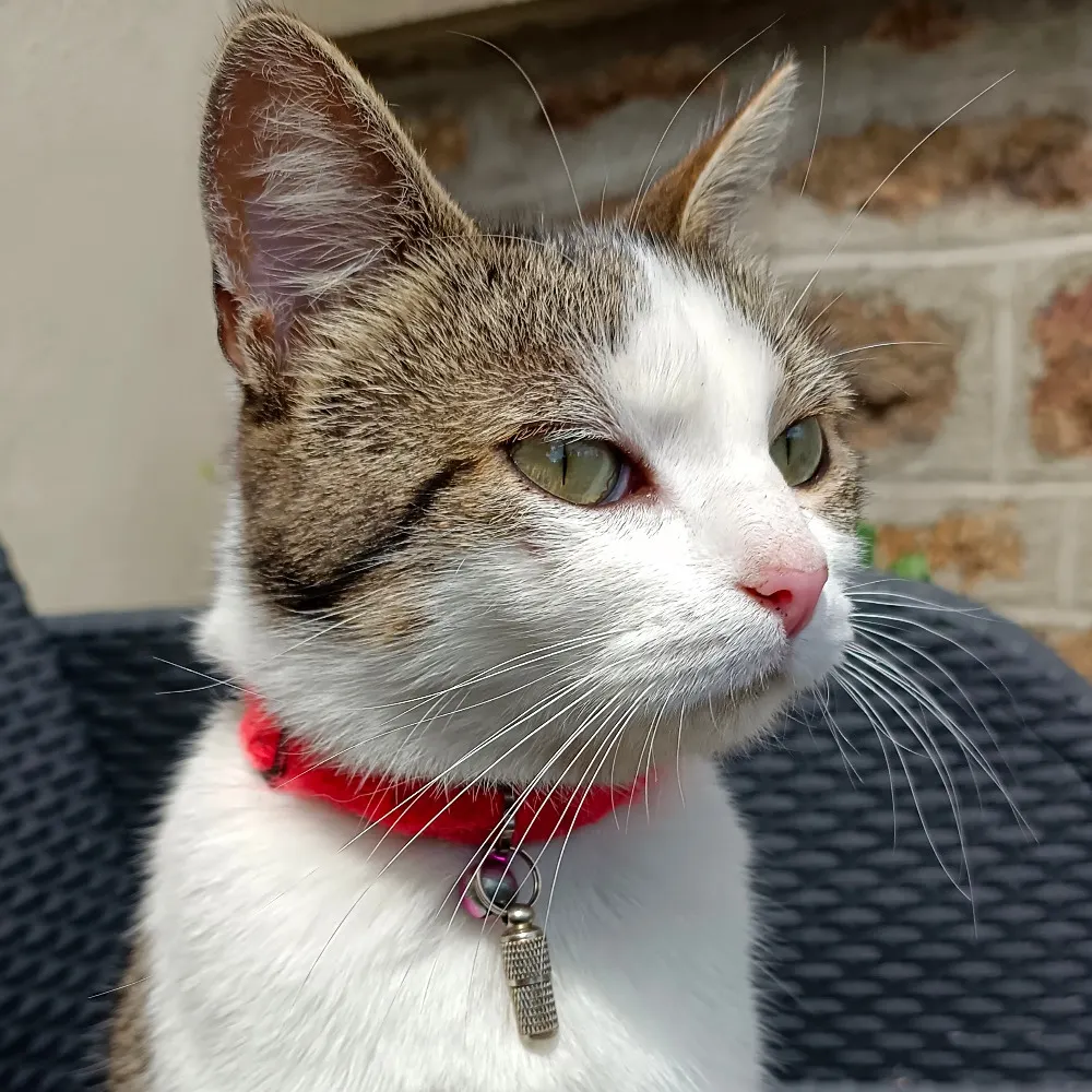 catsinfrance.bsky.social's profile picture