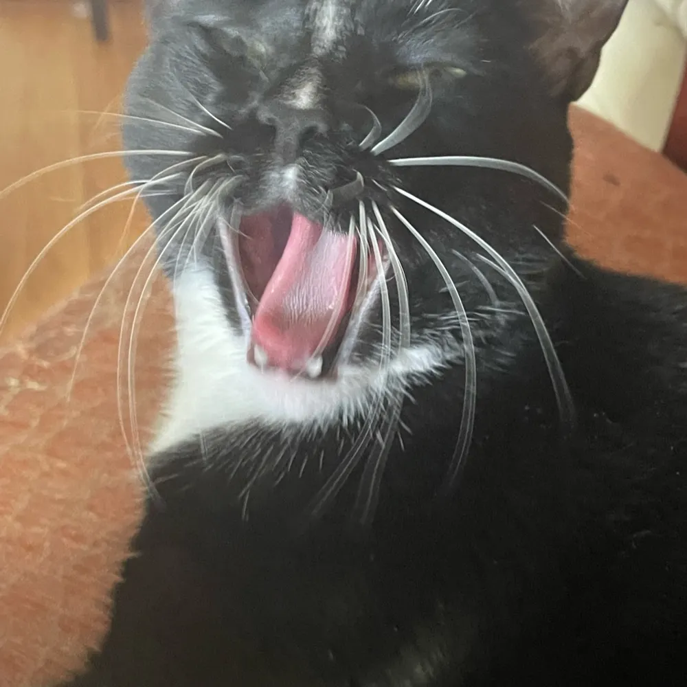 onbehalfofhefool.bsky.social's profile picture