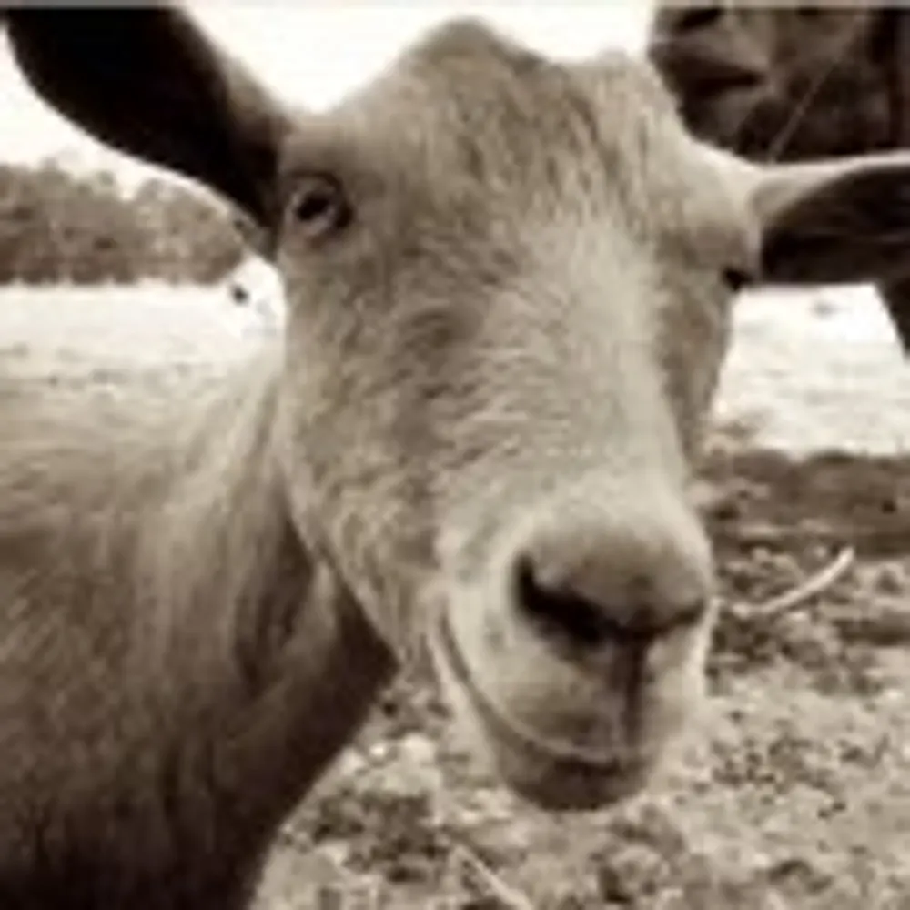 stickybunny.bsky.social's profile picture