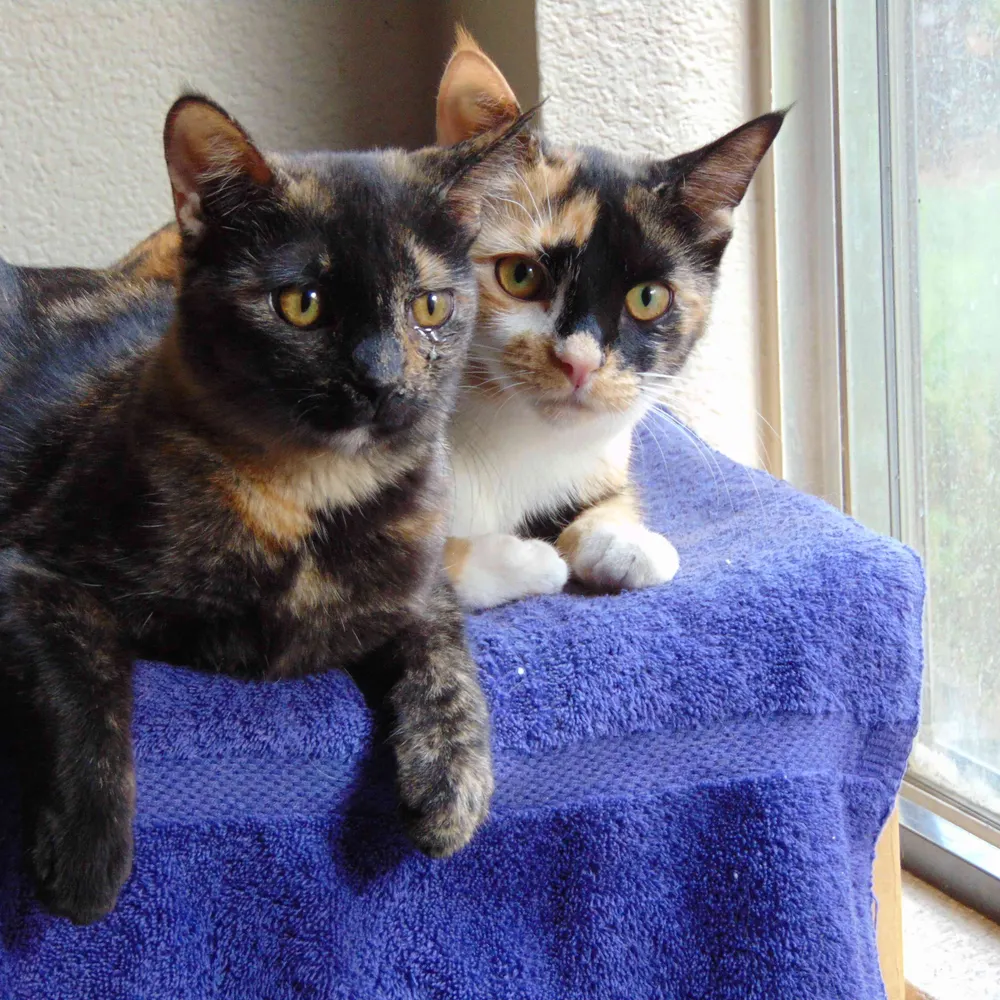 joeybee12.bsky.social's profile picture