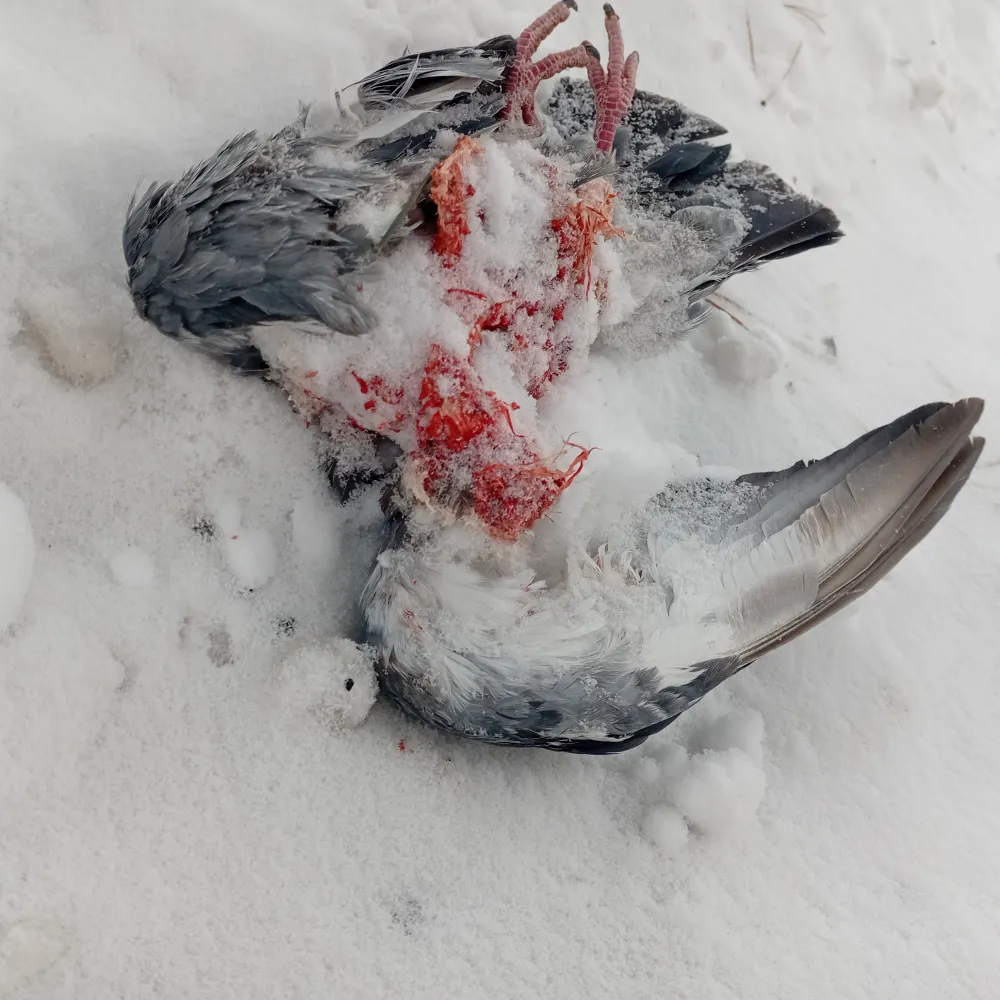 smartchrisbrown.bsky.social's profile picture