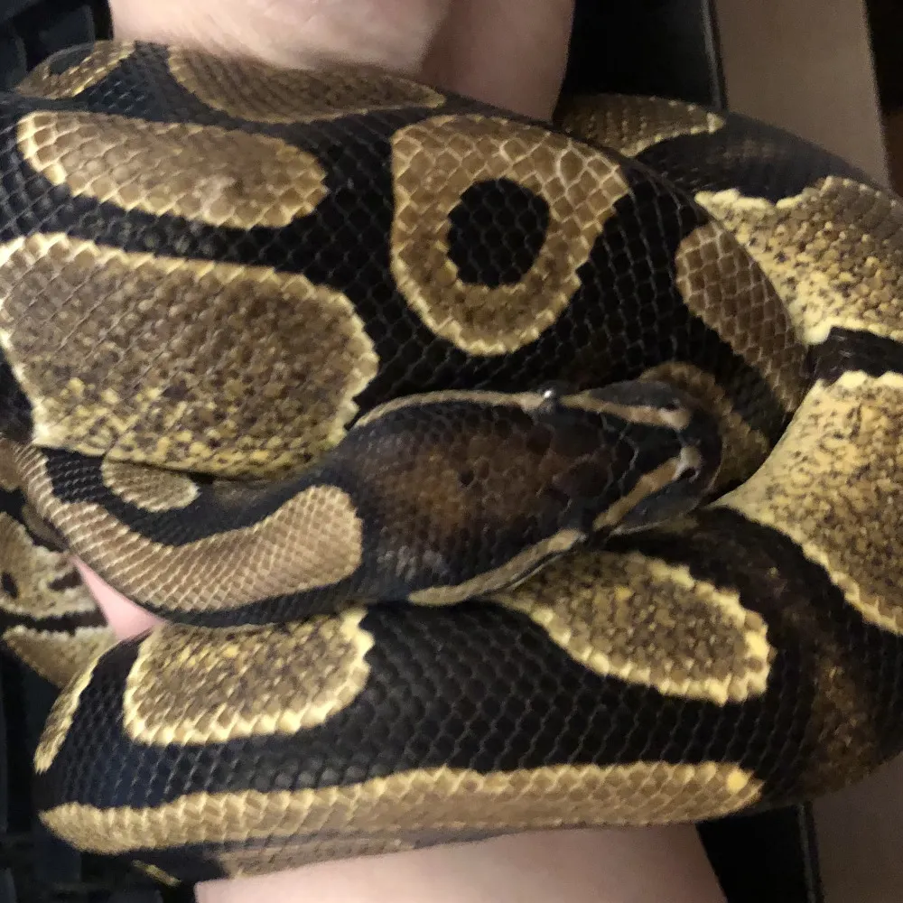 agape.bsky.social's profile picture